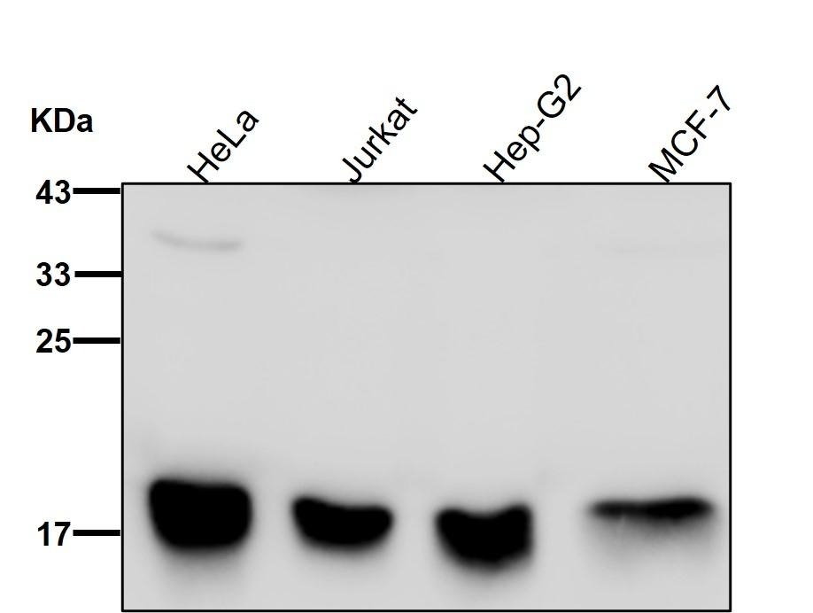 Anti-DNAJC15 Antibody (5Q510)