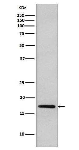 Anti-DNAJC15 Antibody (5Q510)