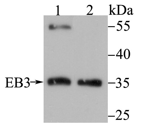 Anti-EB3 Antibody (1C439)