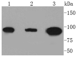 Anti-Dnmt3b Antibody (5S88)