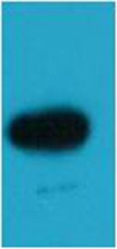 Anti-EBFP Polyclonal Antibody