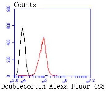 Anti-Doublecortin/DCX Antibody (5Z558)
