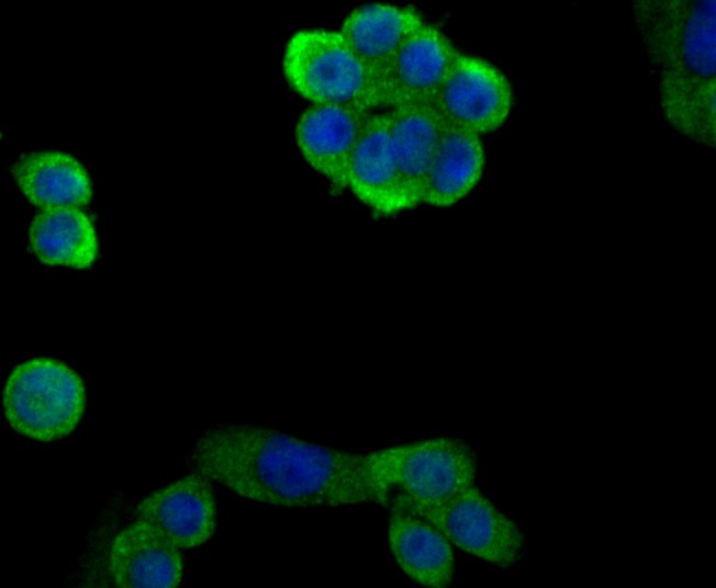 Anti-EAAT3 Antibody (2S513)