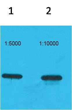 Anti-ECFP-Tag Antibody (7P796)