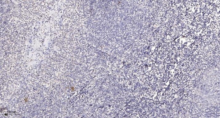 Anti-Phospho-DNM1L (Ser637) Polyclonal Antibody