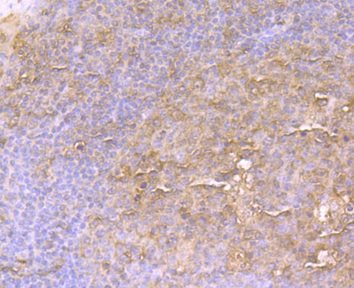 Anti-EAAT3 Antibody (2S513)