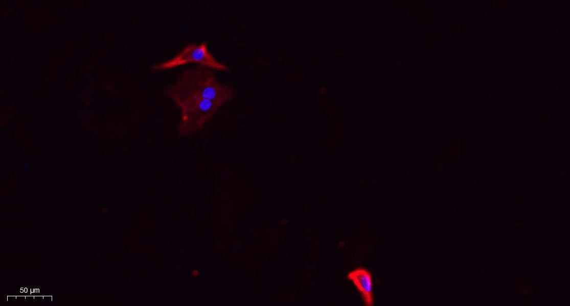Anti-Phospho-DNM1L (Ser637) Polyclonal Antibody
