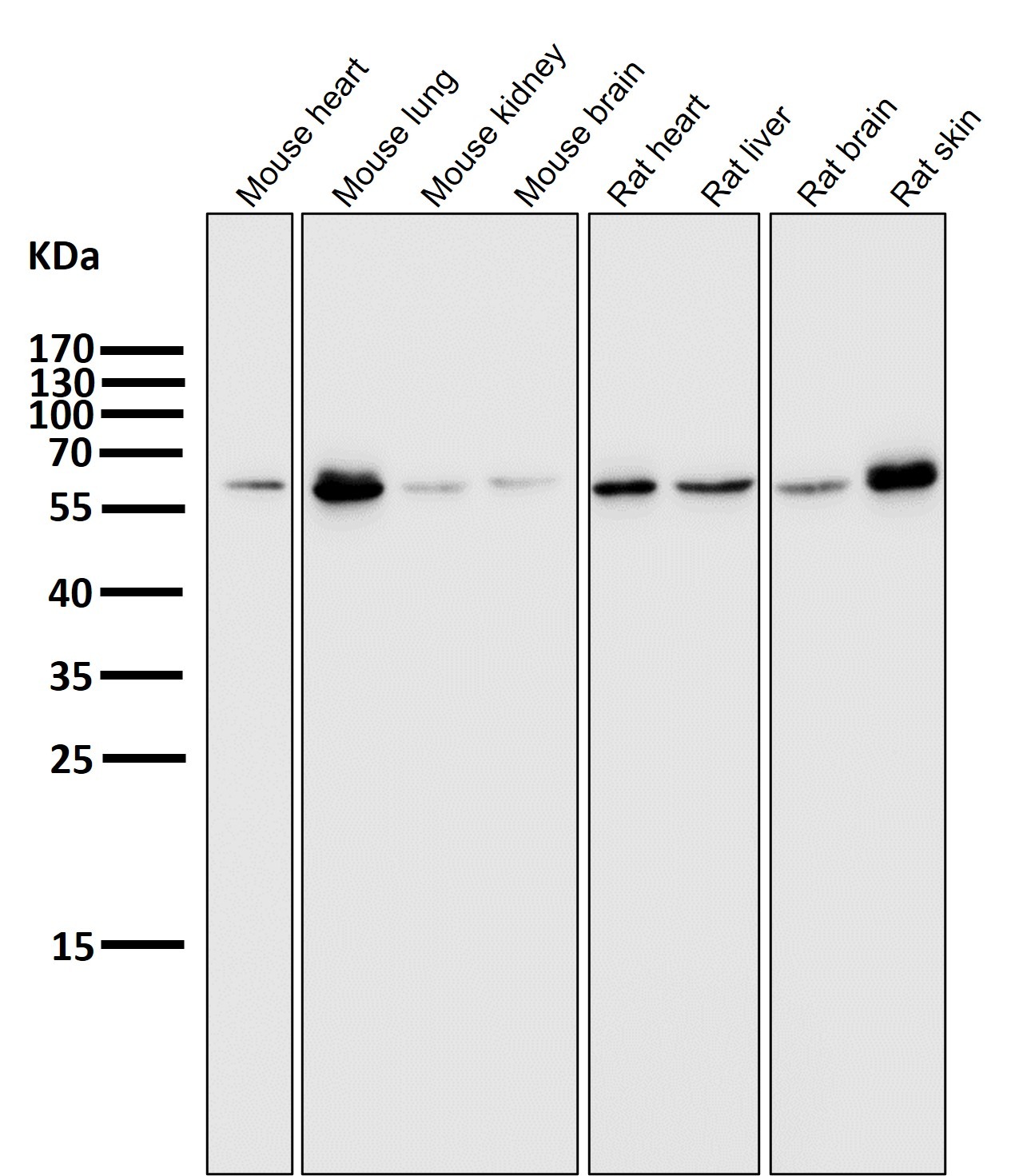 Anti-E2F1 Antibody (2K279)