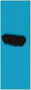 Anti-EBFP Polyclonal Antibody 2