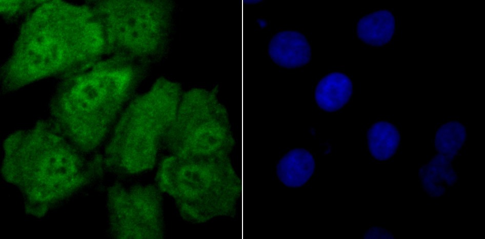 Anti-Drosha Antibody (5J107)