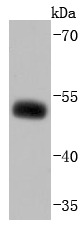 Anti-NHERF1 Antibody (1A168)