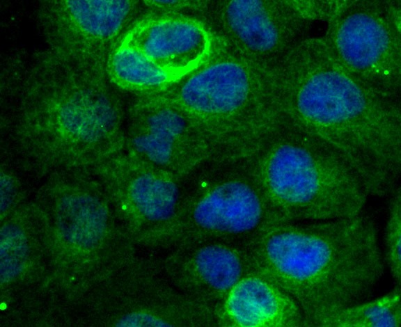Anti-EB3 Antibody (1C439)