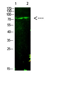 Anti-Acetyl-E2F1 (Lys125) Polyclonal Antibody