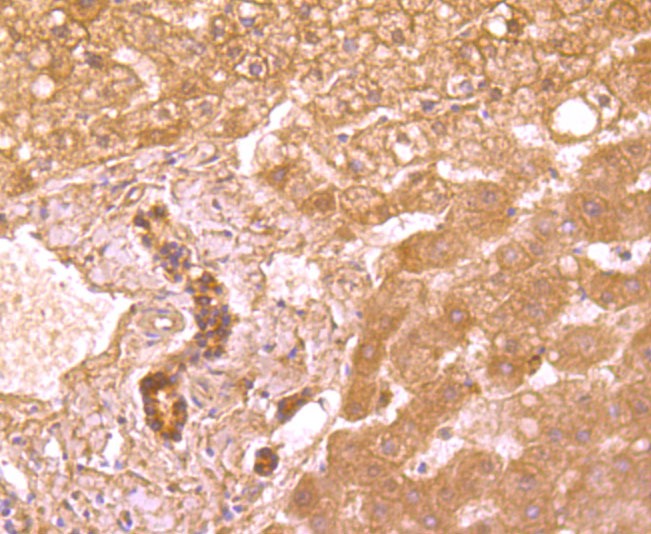 Anti-TRAIL R2/DR5/TNFRSF10B Antibody (7L7)