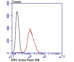 Anti-EB3 Antibody (1C439)