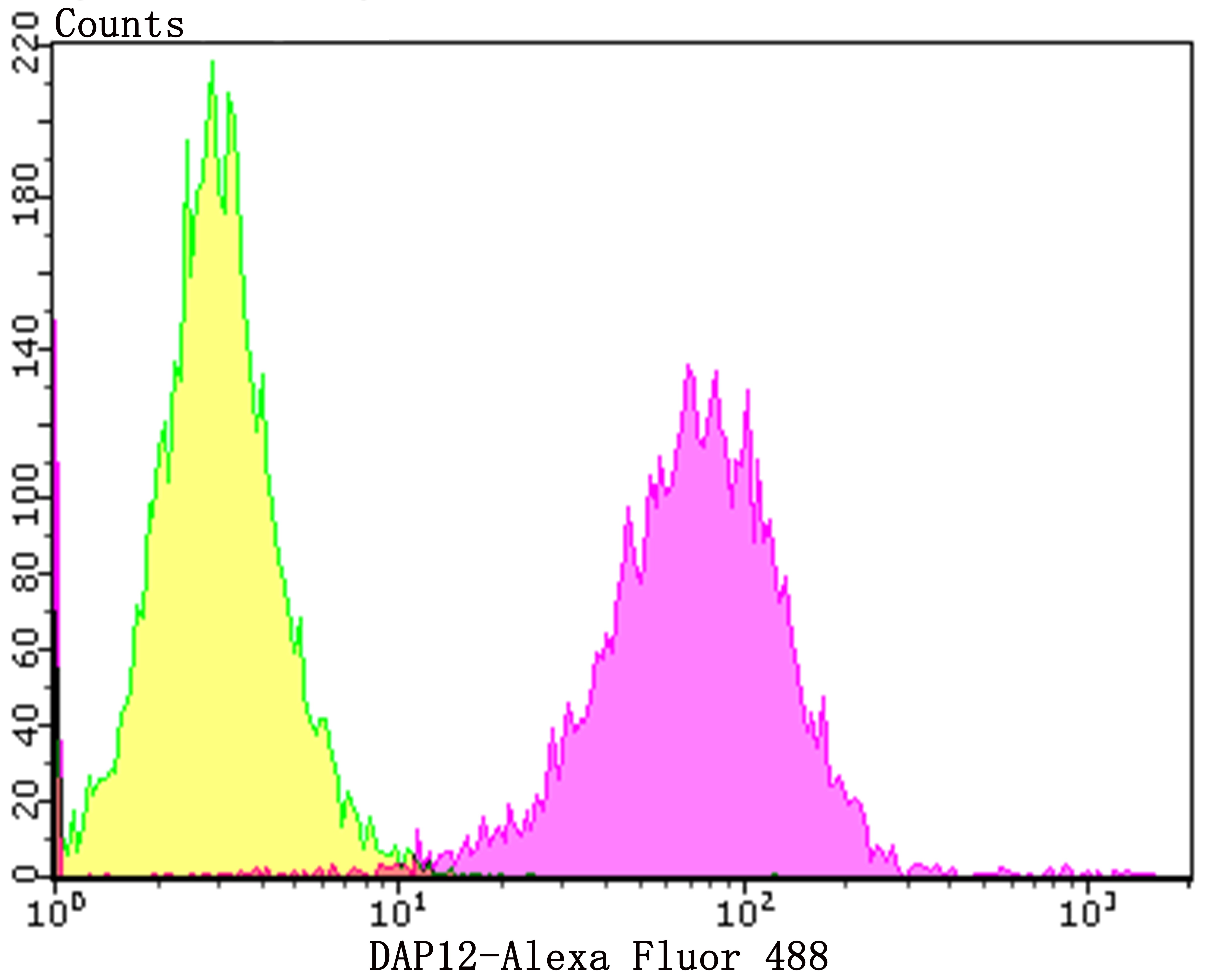 Anti-DAP12 Antibody (2G400)