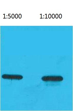 Anti-ECFP-Tag Antibody (7D24)