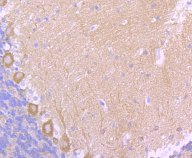 Anti-EB3 Antibody (1C439)
