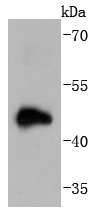 Anti-Doublecortin/DCX Antibody (5Z558)