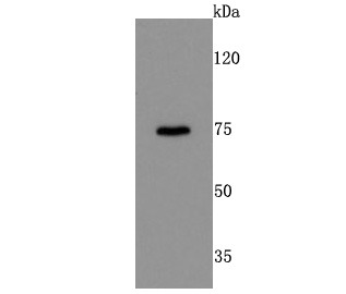 Anti-DRD1 Antibody (5S403)