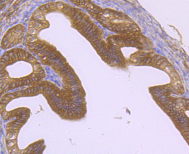 Anti-EB3 Antibody (1C439)