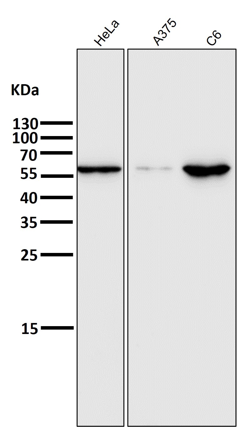 Anti-E2F1 Antibody (2K279)