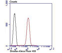 Anti-Drosha Antibody (5J107)