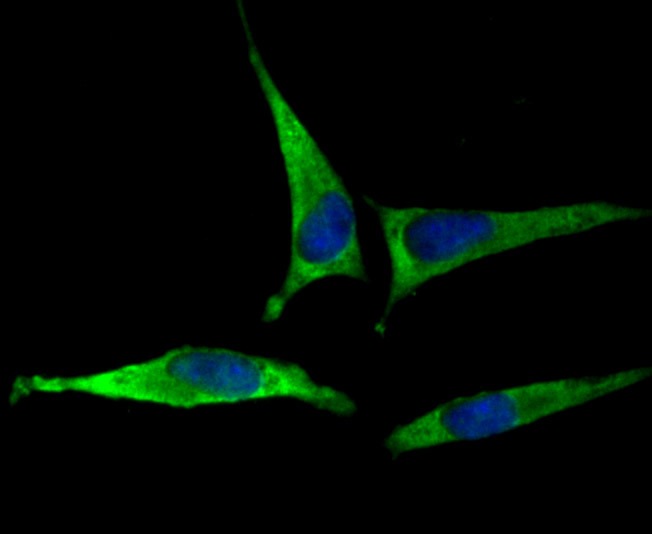 Anti-EAAT3 Antibody (2S513)