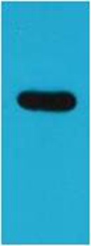 Anti-ECFP Polyclonal Antibody