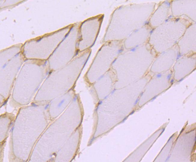 Anti-Dystrophin Antibody (5O55)