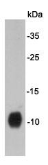 Anti-DPY30 Antibody (7Z668)