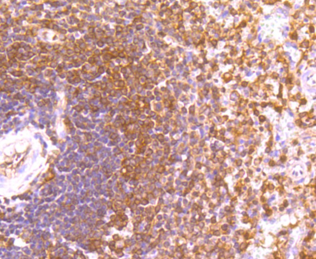 Anti-ETS1 Antibody (8Q20)