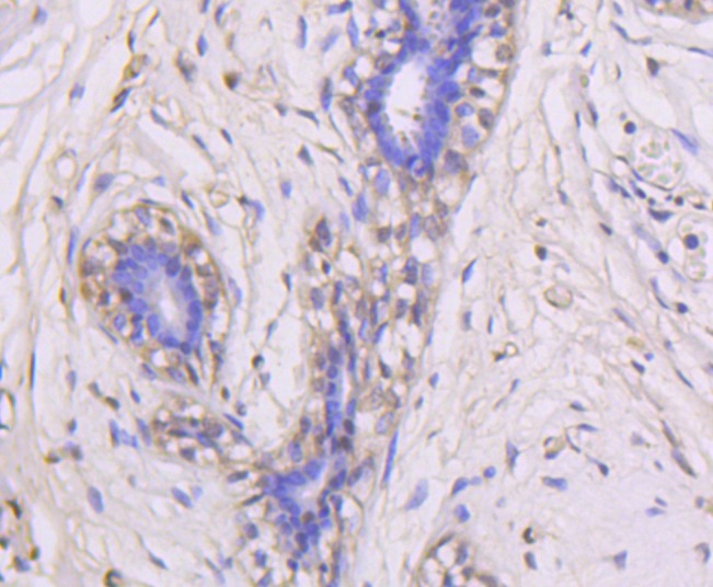 Anti-MAPK3 Antibody (1K596)