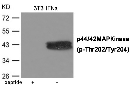 Anti-Phospho-MAPK3/1 (Thr202/Tyr204) Polyclonal Antibody