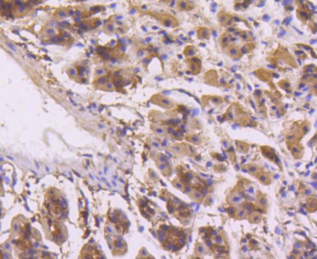 Anti-MAPK3 Antibody (1K596)