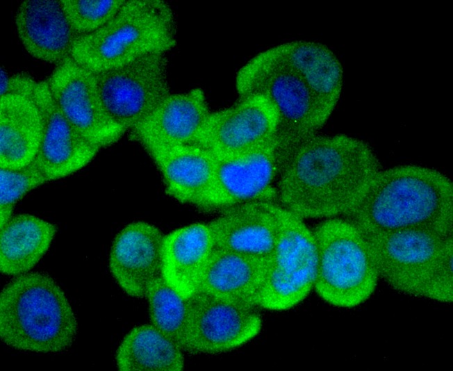 Anti-MAPK3 Antibody (1K596)