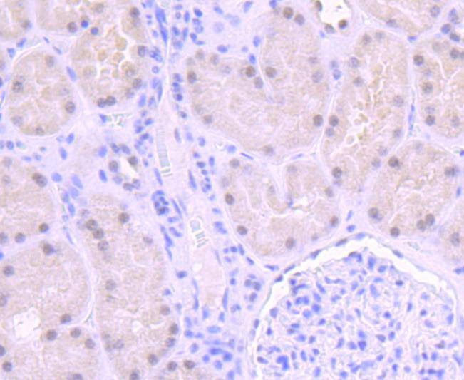 Anti-ERCC1 Antibody (7K54)