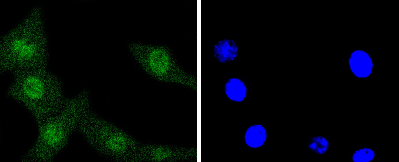Anti-MAPK3 Antibody (1K596)