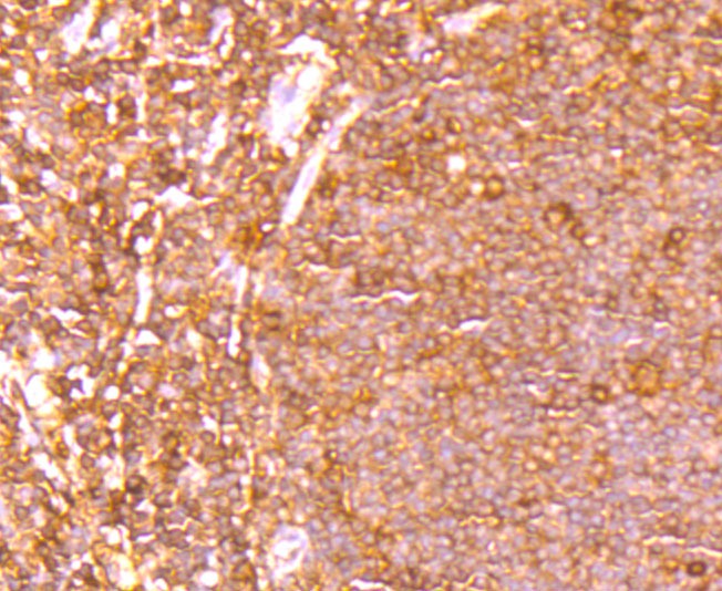 Anti-ETS1 Antibody (8Q20)