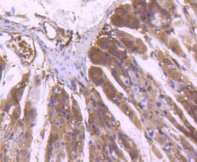 Anti-MAPK3 Antibody (7L727)