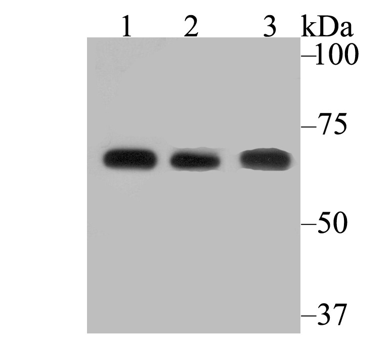 Anti-FAAH Antibody (9Q327)