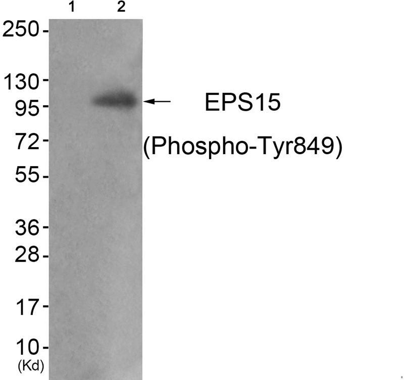 Anti-Phospho-EPS15 (Tyr849) Polyclonal Antibody