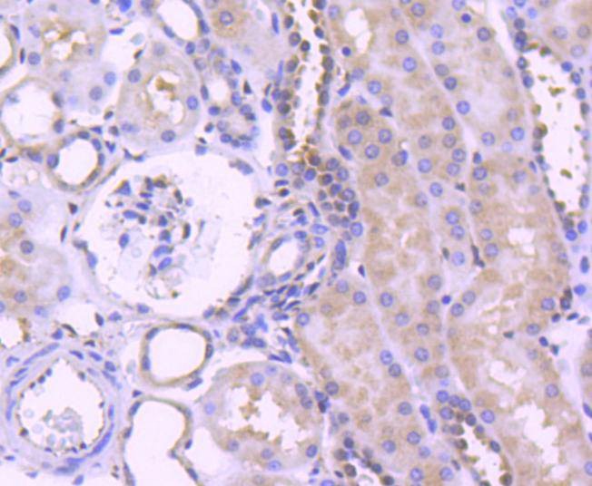 Anti-MAPK3 Antibody (7L727)