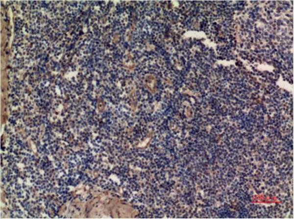 Anti-MAPK3 Antibody (8W49)