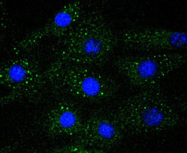 Anti-MAPK3 Antibody (7L727)