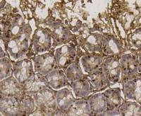 Anti-Eftud2 Antibody (9L848)