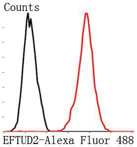 Anti-Eftud2 Antibody (9L848)