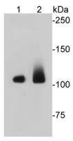 Anti-Eftud2 Antibody (9L848)