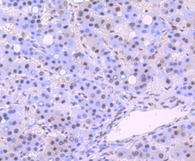 Anti-DDB1 Antibody (1Y859)