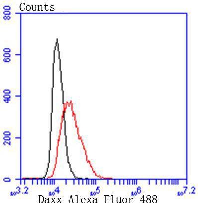 Anti-DAXX Antibody (9O762)